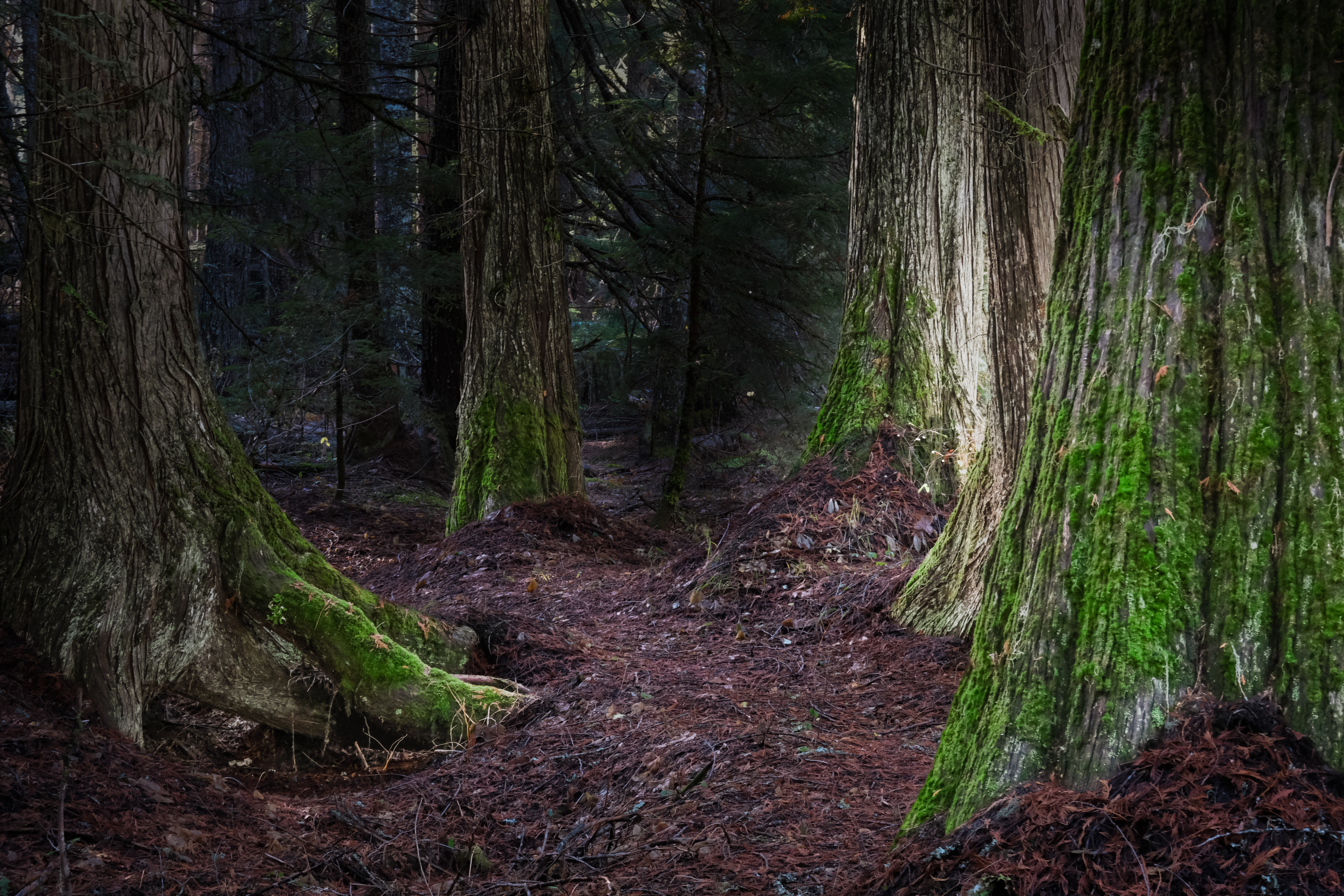 Cedars